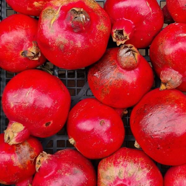 Granatapfel